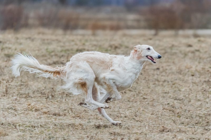 Agility Workouts